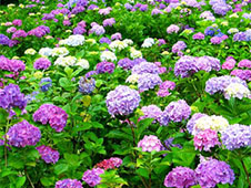 アジサイ（紫陽花）