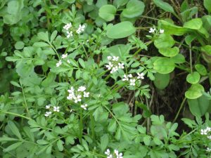 08タネツケバナ