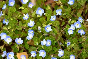 07オオイヌノフグリ