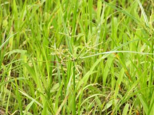 22カヤツリグサ