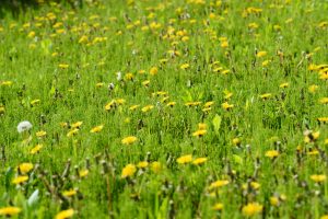 04セイヨウタンポポ