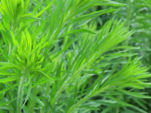 24オオアレチノギク