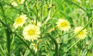 26アキノノゲシ