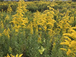 21セイタカアワダチソウ