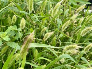 23エノコログサ