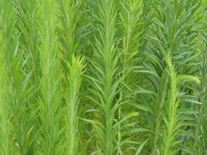 27ヒメカムヨモギ