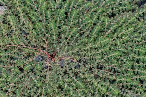 12コニシキソウ