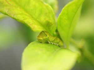 庭木消毒の時期はいつ？料金や業者の相場についても解説！_001
