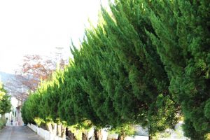 04カイヅカイブキ