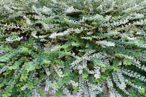 13シルバープリペット