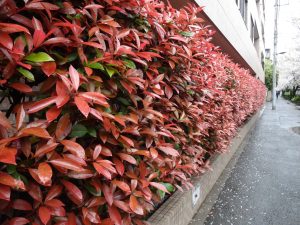 01レッドロビン