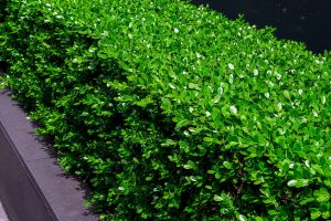 15ボックスウッド