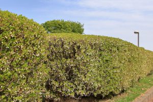 17ドウダンツツジ