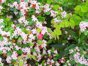 18ヒメシャリンバイ