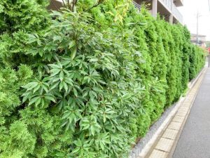 生垣おすすめ001
