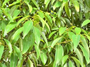 02シラカシ株立