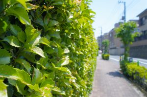 08ヒイラギモクセイ