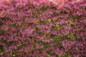 10トキワマンサク