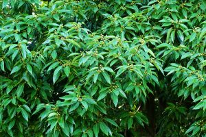 03アラカシ株立