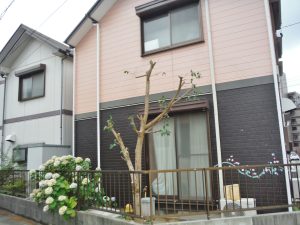 剪定