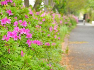 16常緑のツツジ系