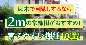 庭木で目隠しするなら2mの常緑樹がおすすめ！育てやすい樹種10選！