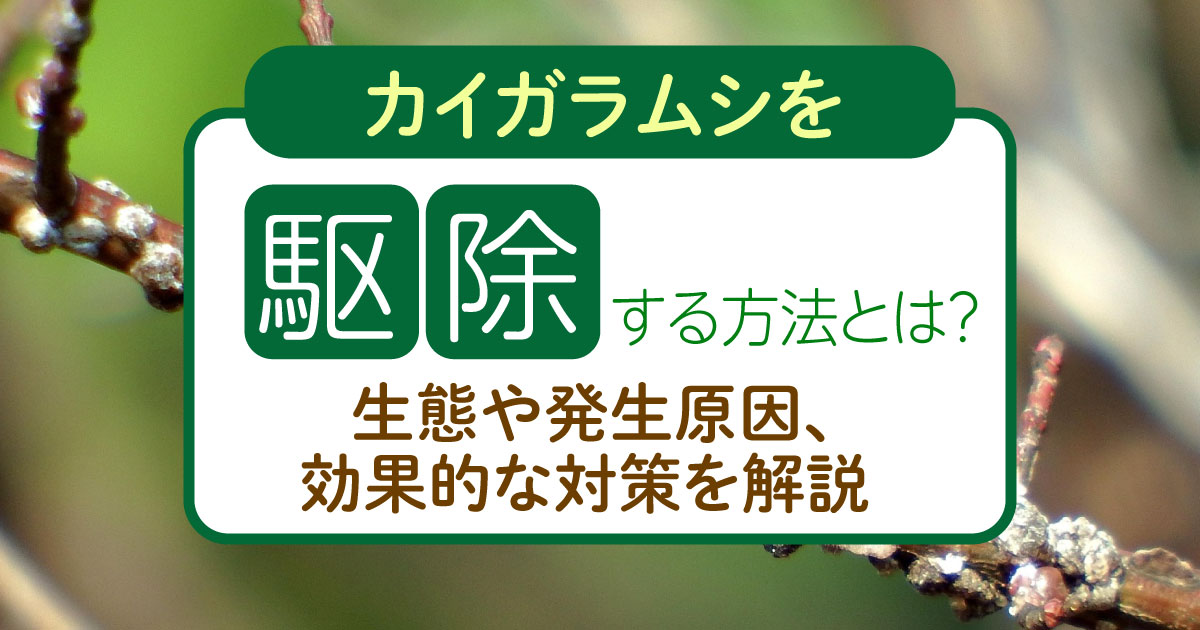 カイガラムシを駆除する方法とは？生態や発生原因、効果的な対策を解説