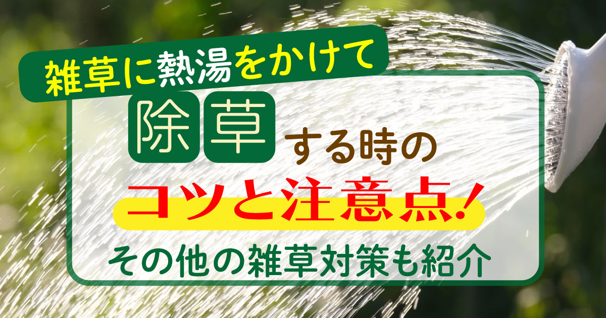 雑草に熱湯をかけて除草する時のコツと注意点!その他の雑草対策も紹介