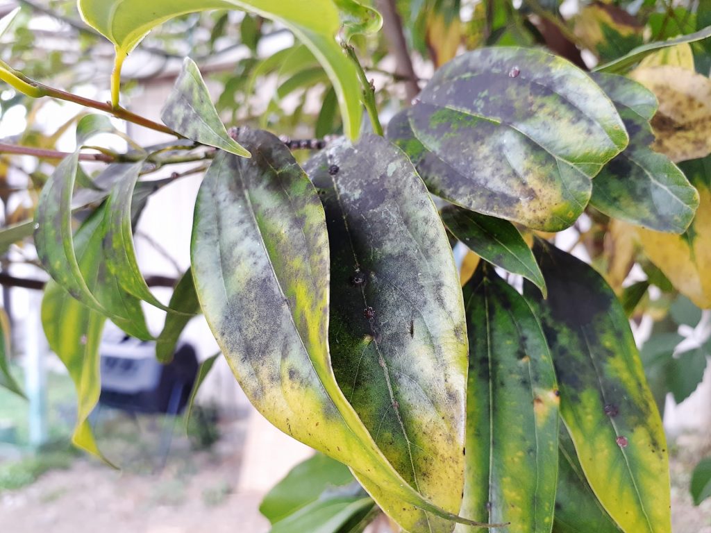 病害虫で黒くなった葉
