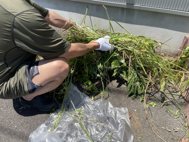 草むしりをする男性