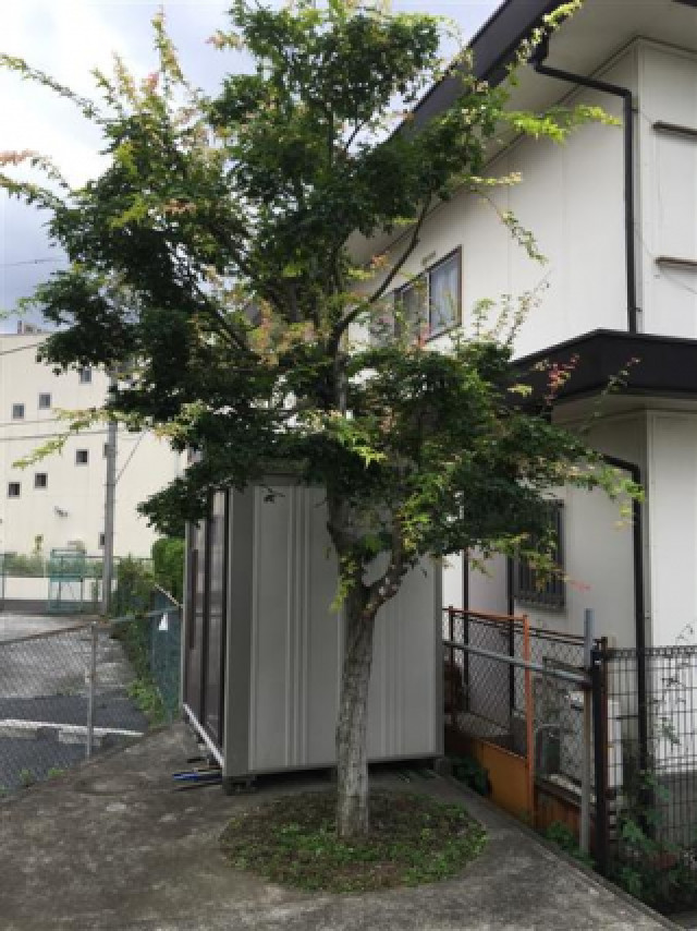 2階までの高木剪定前