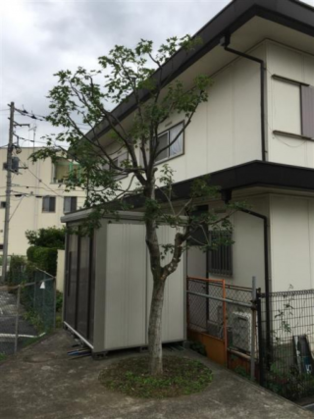 2階までの高木剪定後