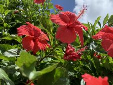 ハイビスカス
