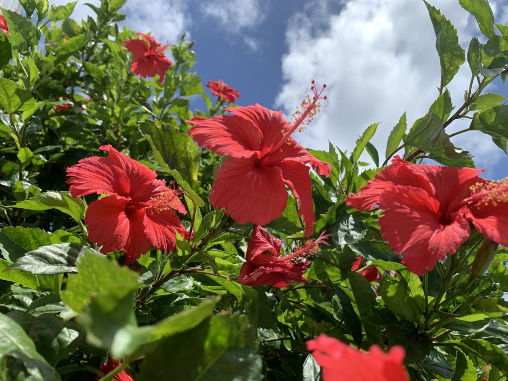 ハイビスカス