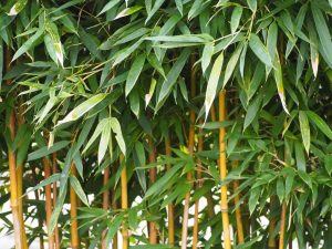 細い竹を枯らす方法｜除草剤を散布する時期やコツ、竹の処分方法を解説