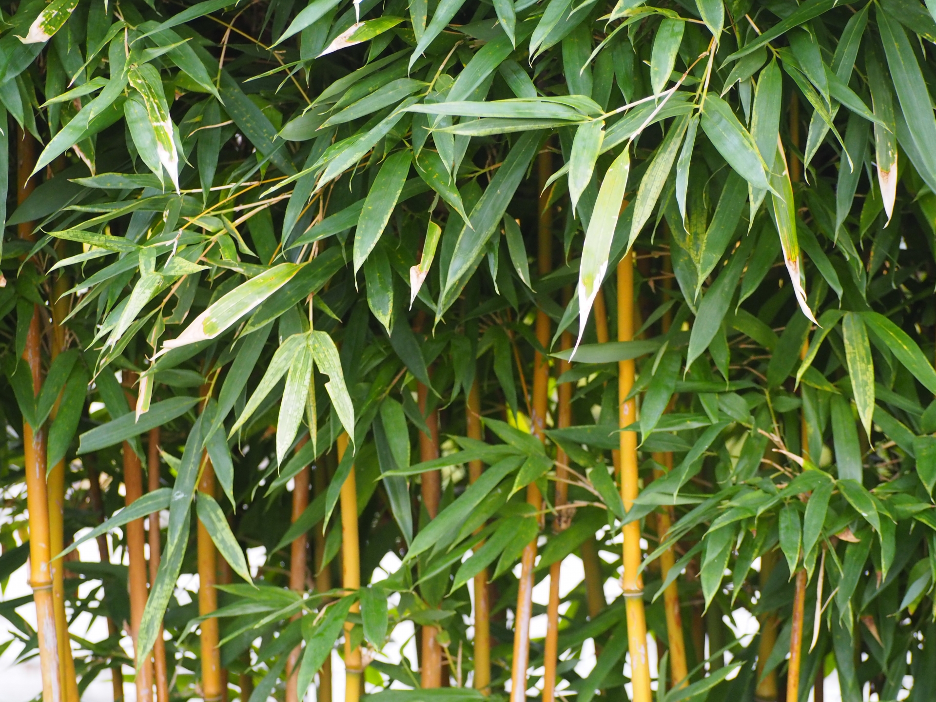 細い竹を枯らす方法｜除草剤を散布する時期やコツ、竹の処分方法を解説