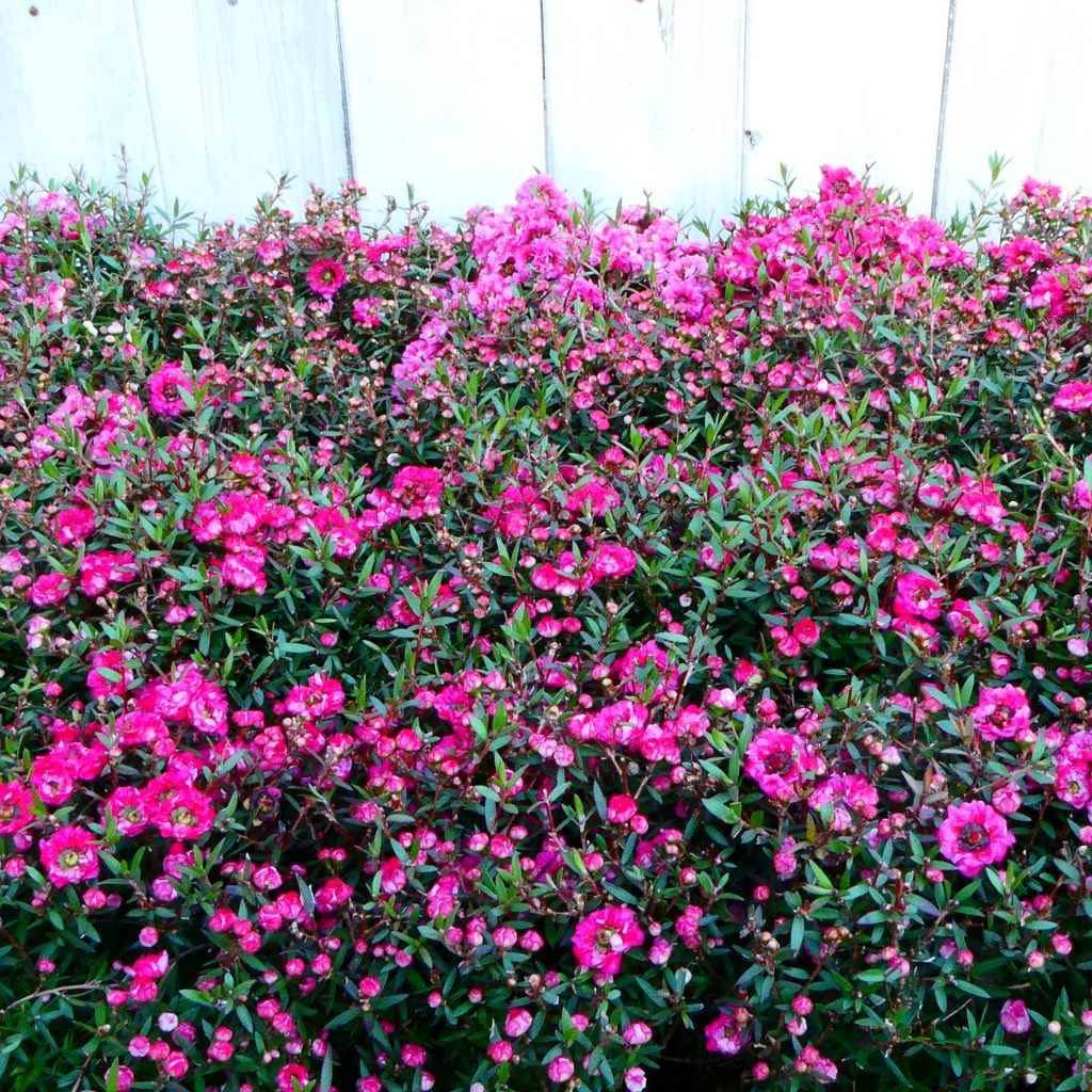 ギョリュウバイ