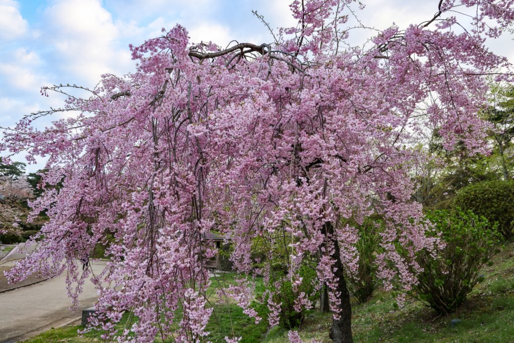 枝垂れ桜（シダレザクラ）