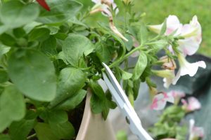 切り戻しとは？植物・お花を美しく剪定するやり方や最適な時期を解説