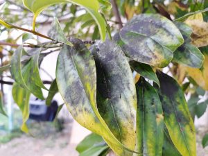 すす病の原因・症状・対策は？薬剤を使った治し方も解説