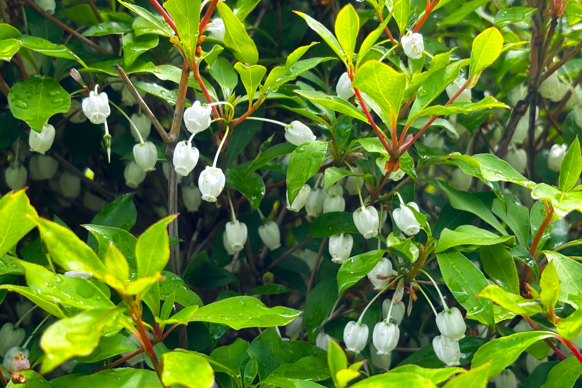 ドウダンツツジ | 剪定・伐採・草刈りなど庭手入れ専門造園業者｜植木