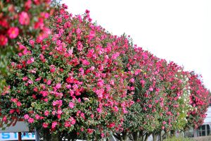 常緑樹のおすすめ20選！シンボルツリーから目隠し用の植物や選び方を解説