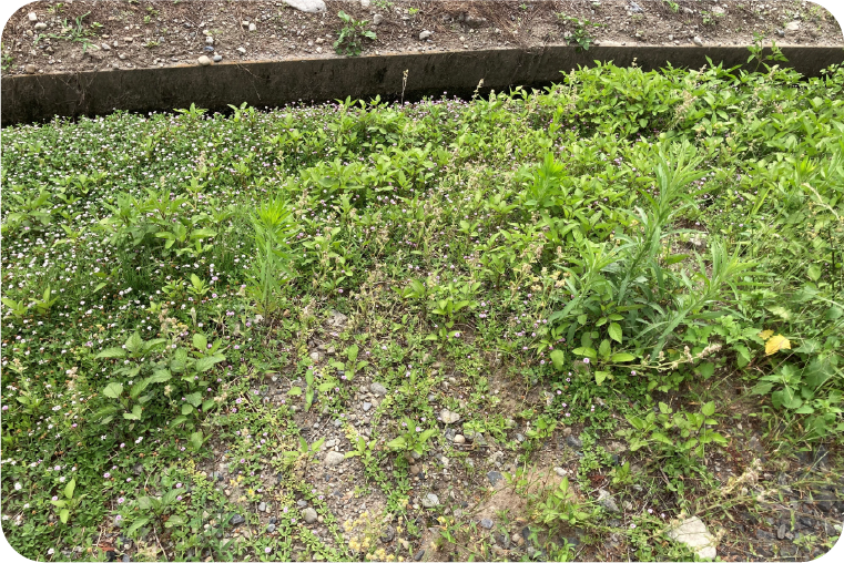 防草シートなし