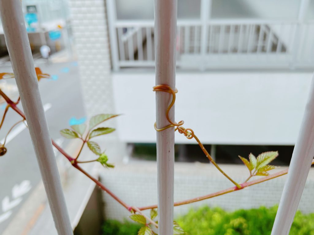 ヤブガラシ　画像