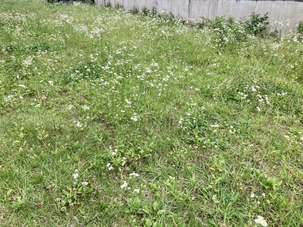 草むしり 画像