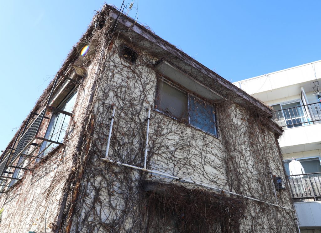 蔦 画像