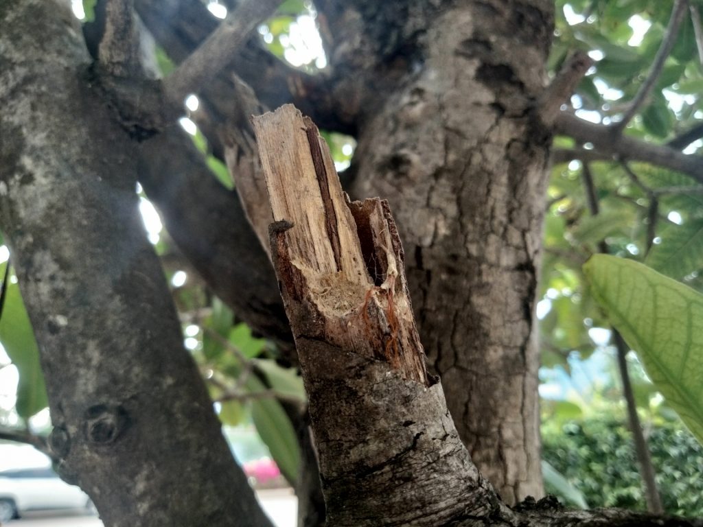 台風対策　画像