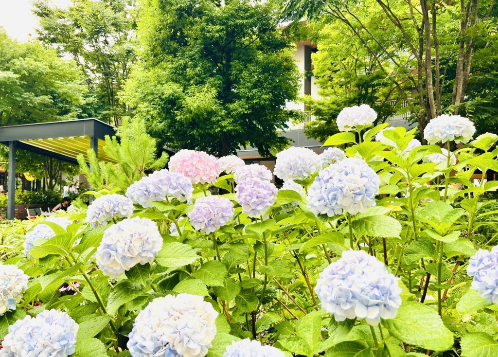 雑木の庭11