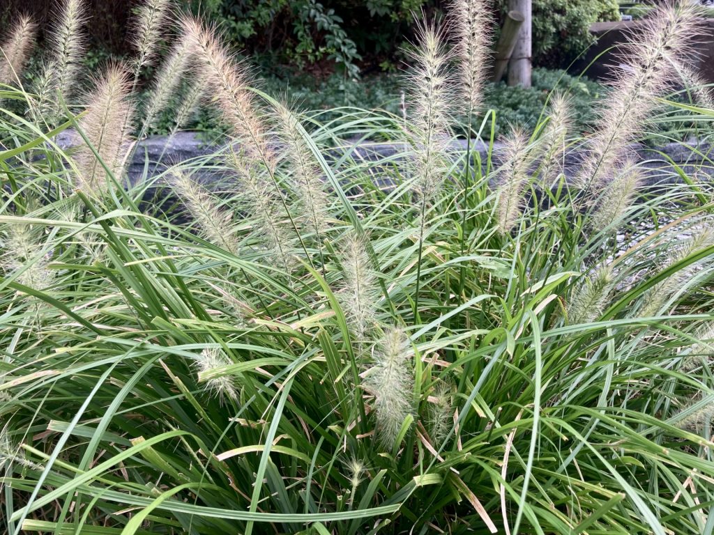 チカラシバ 画像
