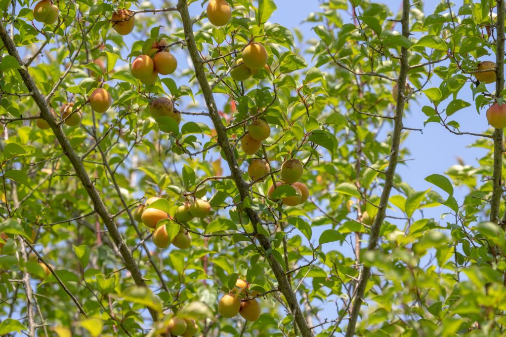 梅の木 害虫 画像